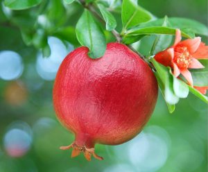 برنامه کودی افزایش تبدیل گل به میوه درختان