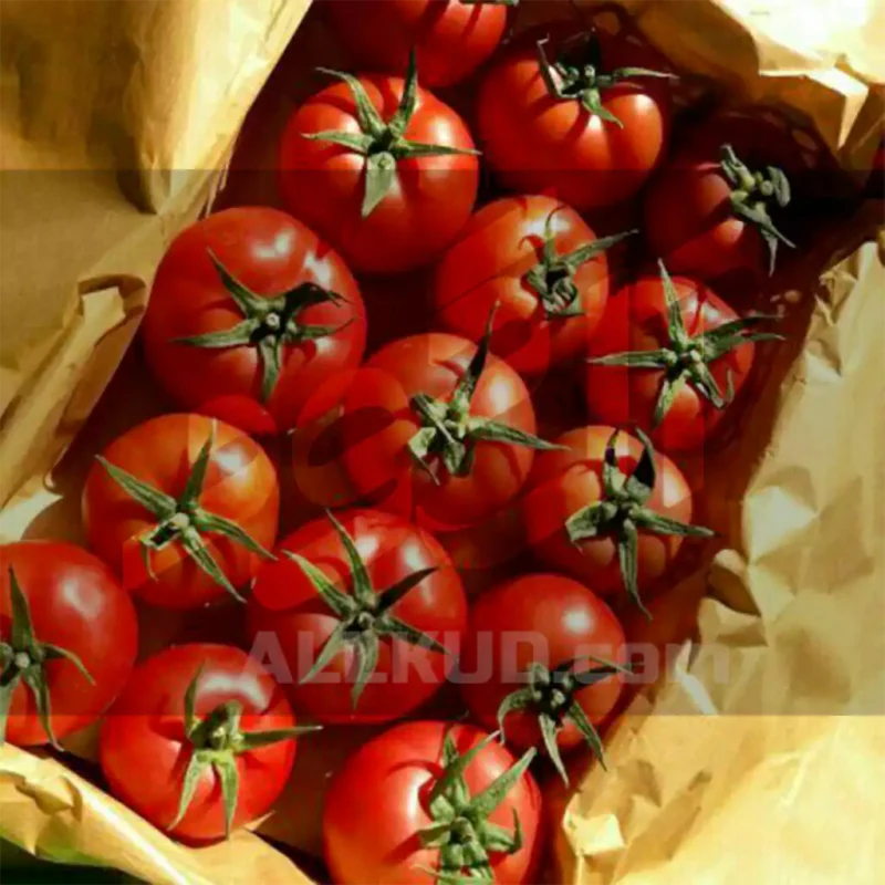 کود پتاس بالا برای گوجه فرنگی