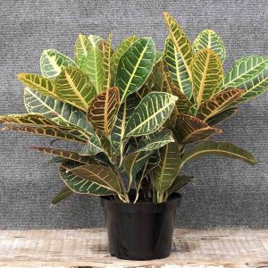 کود مناسب کروتون