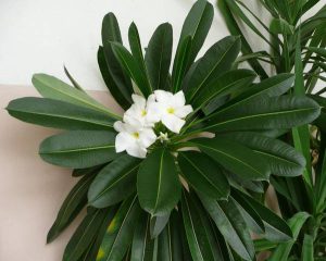 کود ماداگاسکار