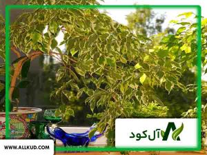 راز پر پشت شدن بنجامین کشف شد!!!