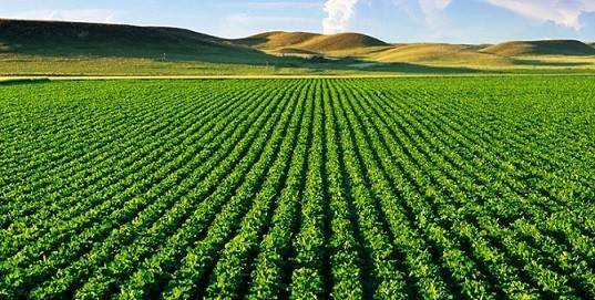 نکات مهم در خرید زمین کشاورزی