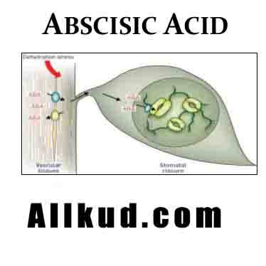 اسید آبسیزیک