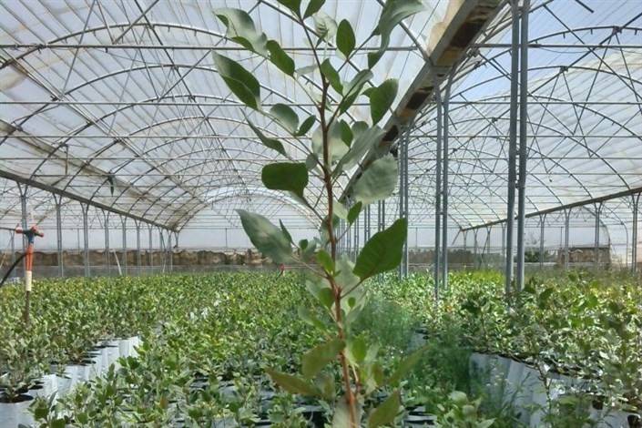 پرورش درخت پسته گلخانه ای چگونه است؟