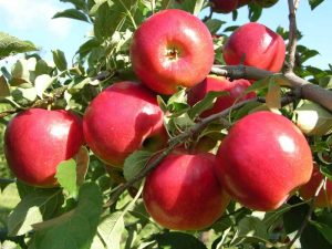 شاخه سیب پر از میوه - کود برای افزایش میوه