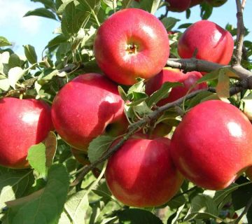 شاخه سیب پر از میوه - کود برای افزایش میوه