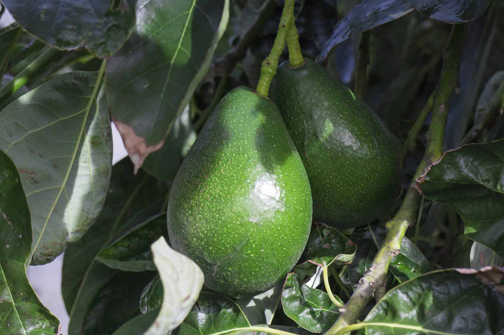 کود برای افزایش میوه