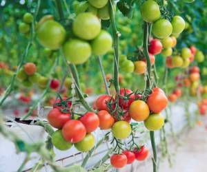 طریقه کاشت گوجه فرنگی