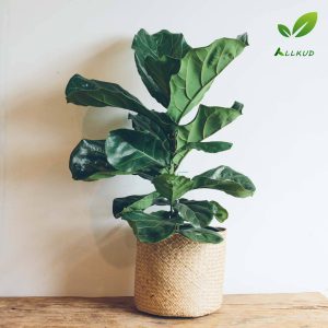 کاشت انجیر در گلدان