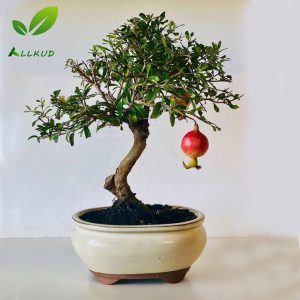 بونسای انار