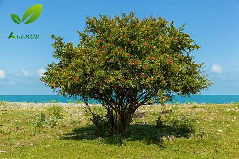 شرایط کاشت انار