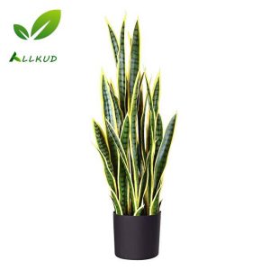 علت لوله شدن برگ سانسوریا