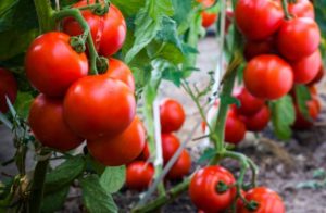 خواص کود آهن برای گوجه فرنگی