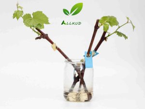 زمان پیوند درخت انگور