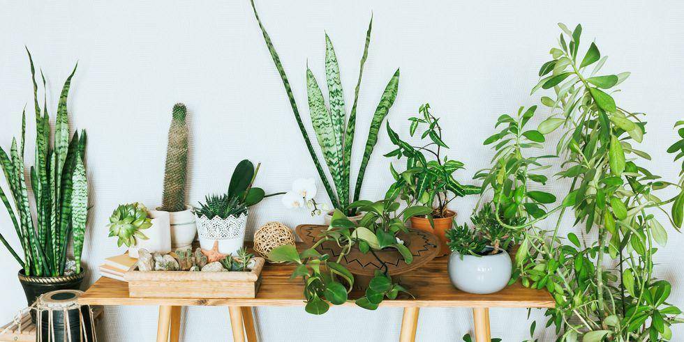 خرید کود برای گیاهان آپارتمانی