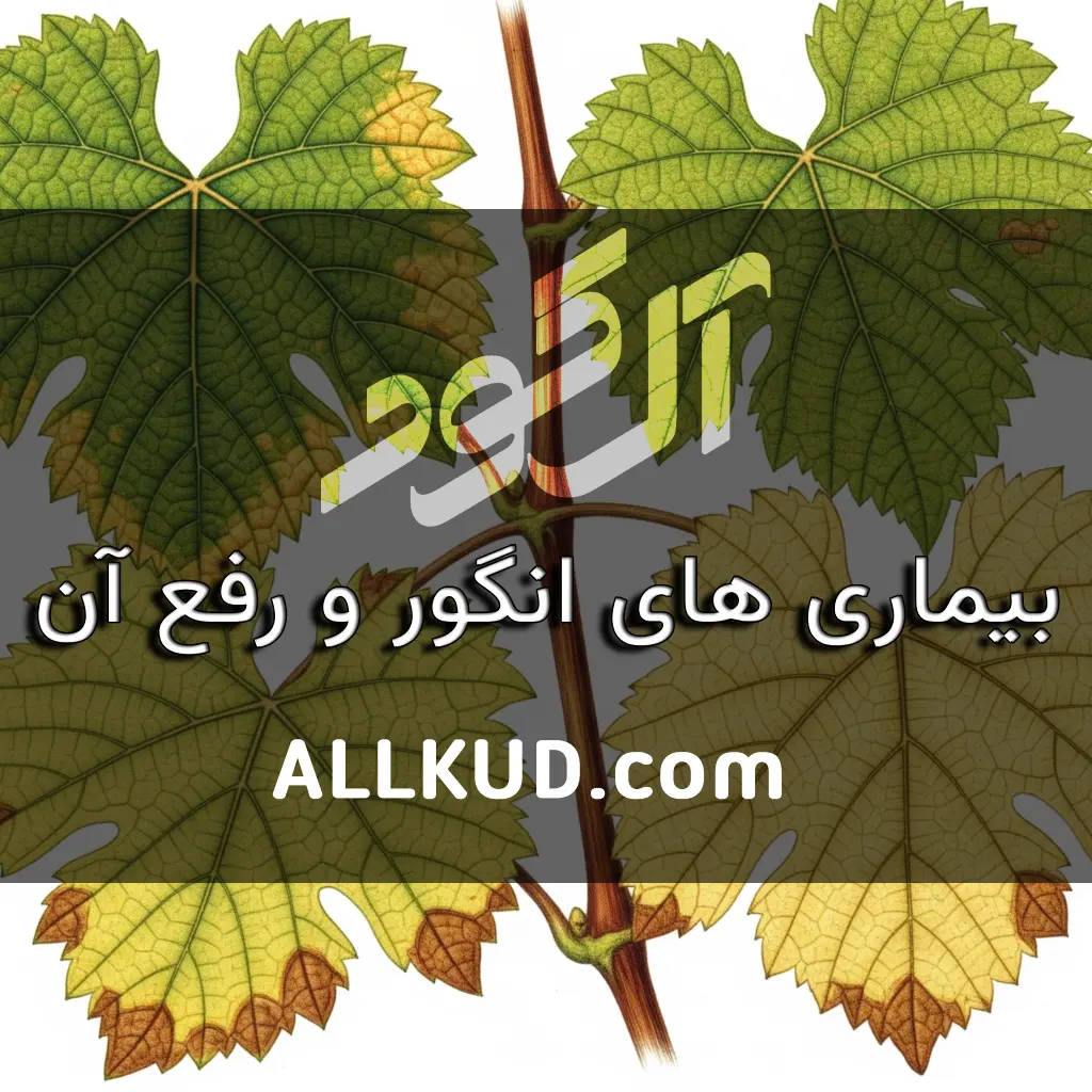 علت زرد شدن برگ درخت انگور