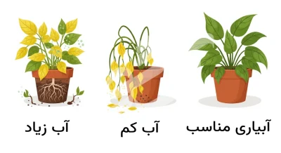 بیماری های تاک انگور