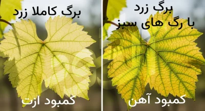 بیماری های تاک انگور