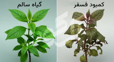 بیماری های تاک انگور