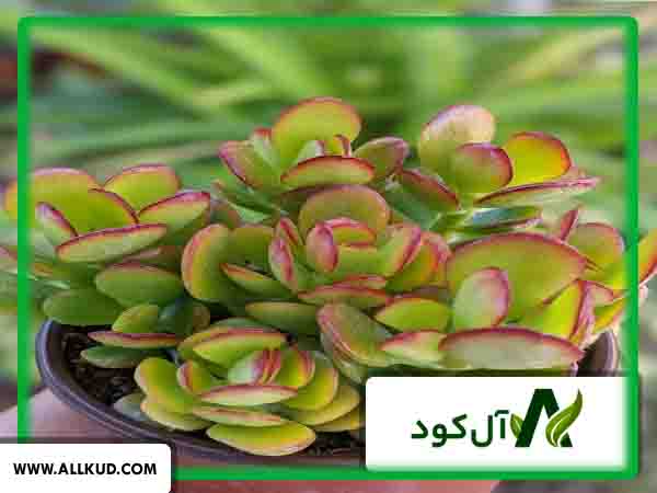 گیاه یشم