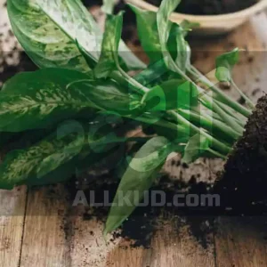 طرز قلمه زدن دیفن باخیا
