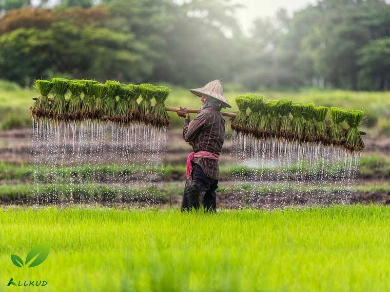 زمان مصرف اسید هیومیک در برنج