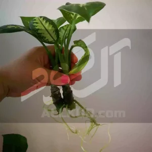 طرز قلمه زدن دیفن باخیا