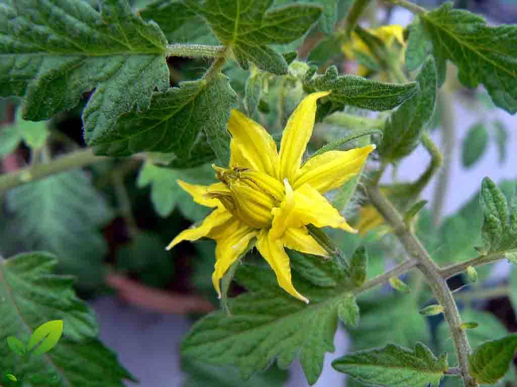 چرا گل های گوجه فرنگی می ریزد