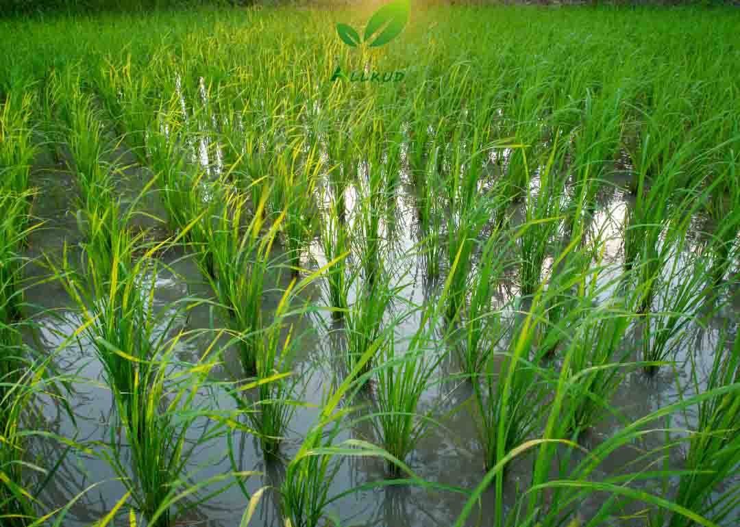 زمان مصرف اسید هیومیک در برنج