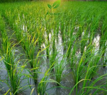 زمان مصرف اسید هیومیک در برنج