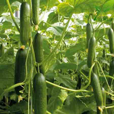 کاشت خیار گلخانه ای