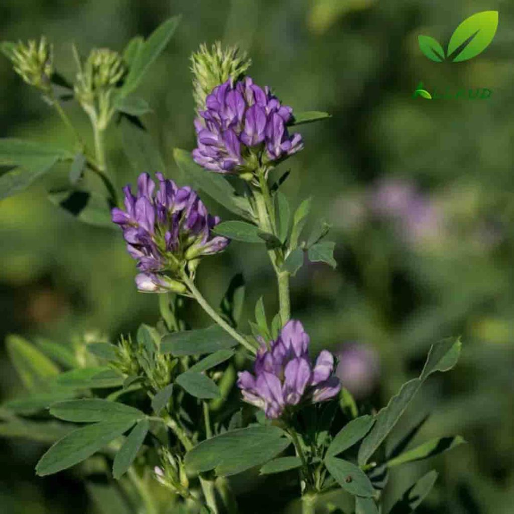 افزایش باردهی یونجه