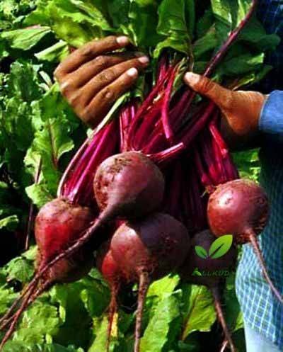 کشت چغندر قند