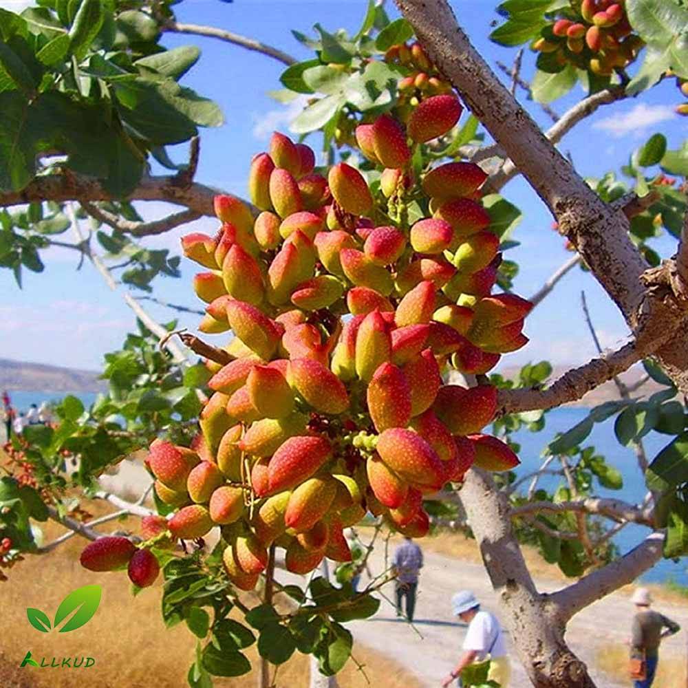 کاشت درخت پسته