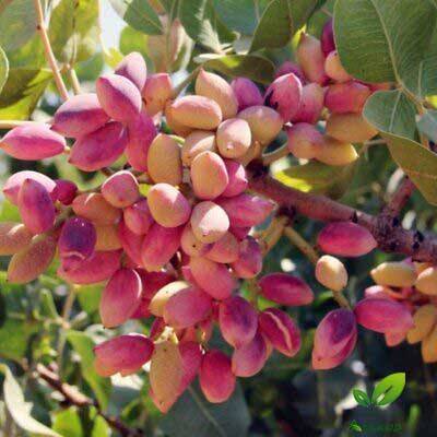 تاثیر جلبک دریایی بر روی درخت پسته