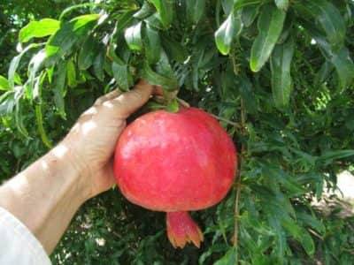 جلبک دریایی برای درخت انار