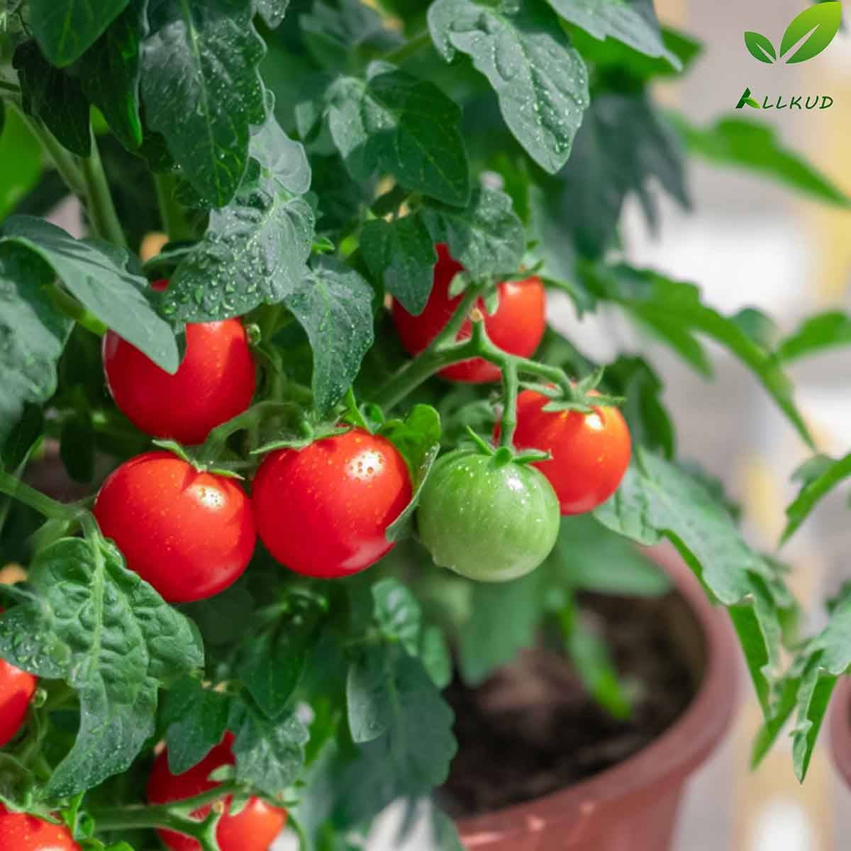 کاشت گوجه گیلاسی در گلدان 