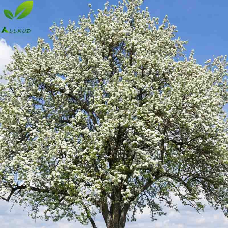 اسید هیومیک برای درخت گلابی