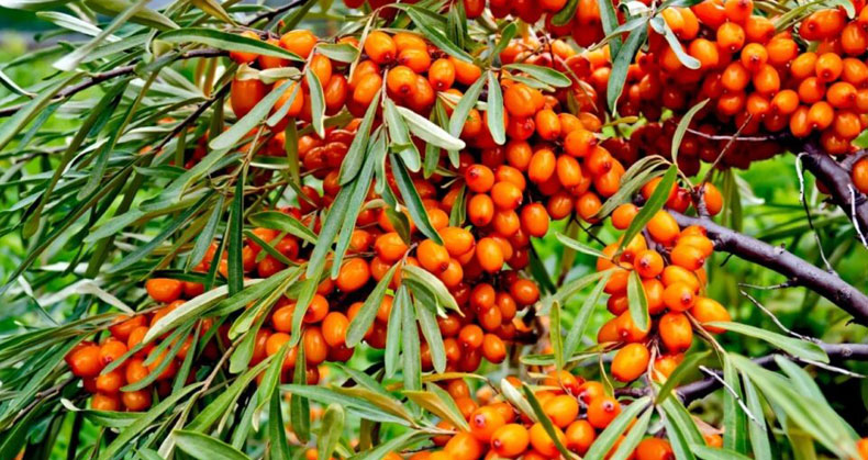 درخت سنجد