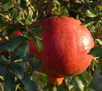 اسید هیومیک برای درخت انار