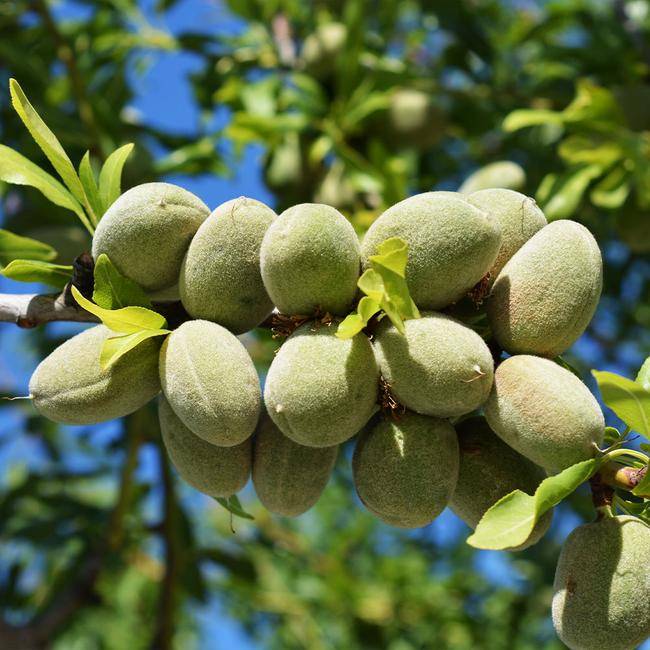 جلبک دریایی برای درخت بادام