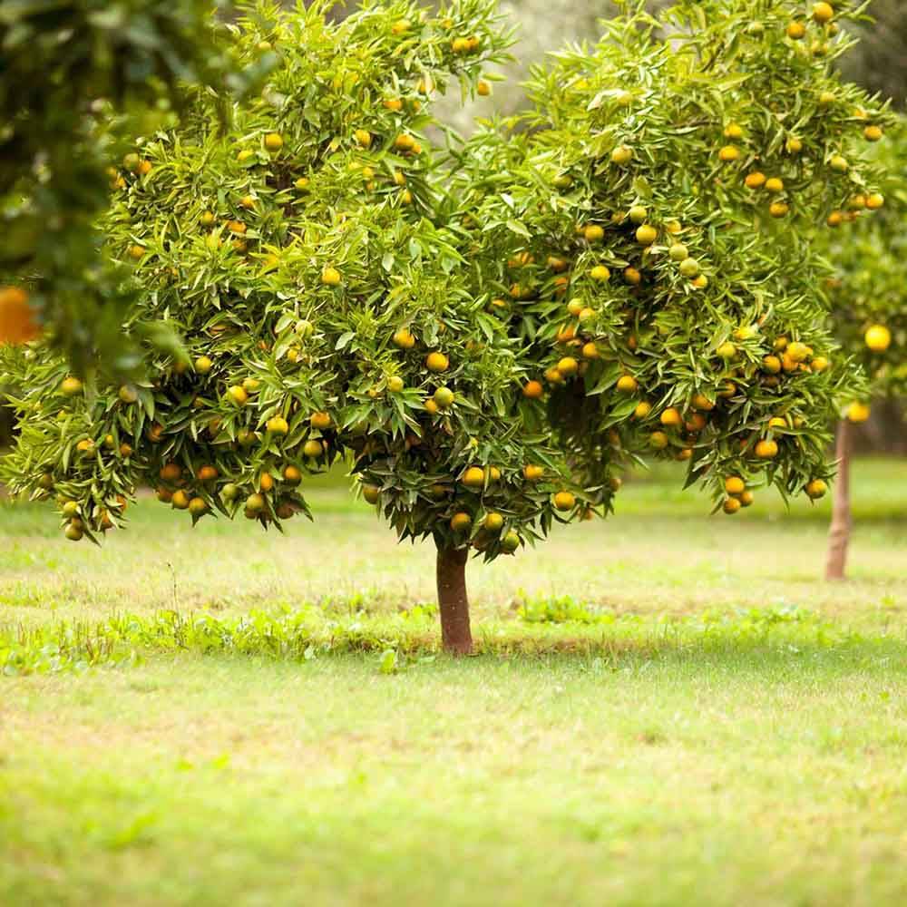 بهترین زمان برای کود دادن به درختان
