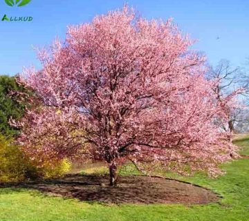 اسید هیومیک برای درخت گیلاس