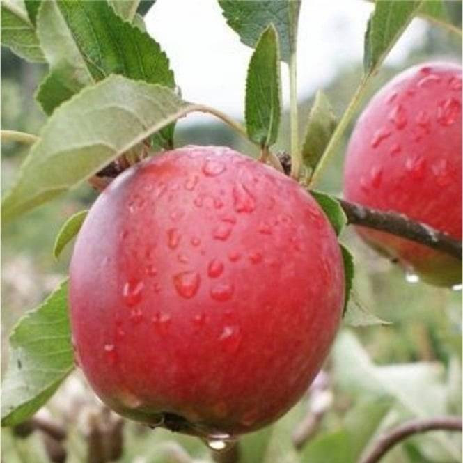علت میوه ندادن درخت سیب