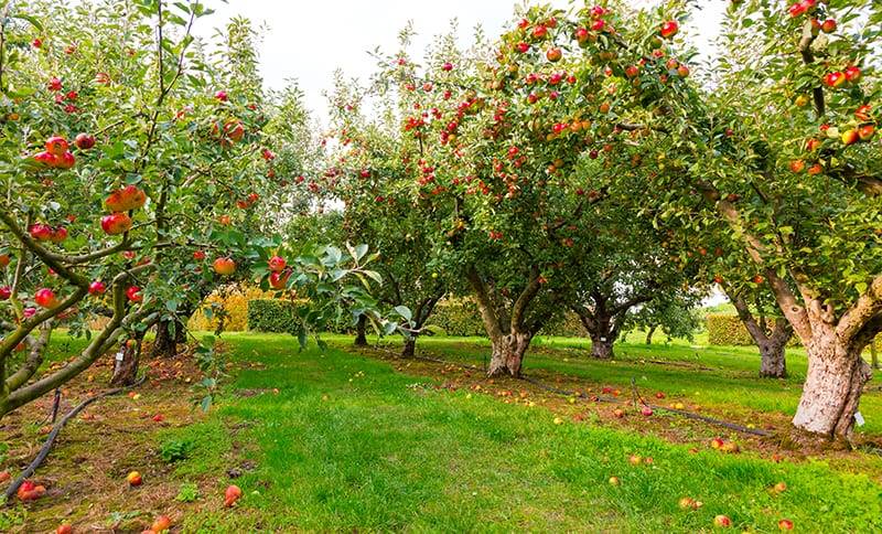کود مخصوص درخت سیب برای افزایش باردهی