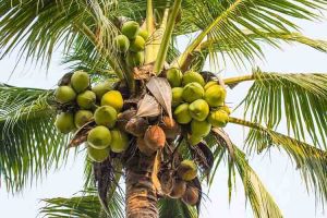اسید هیومیک برای درخت نارگیل