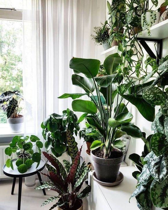 بهترین کود برای گیاهان آپارتمانی
