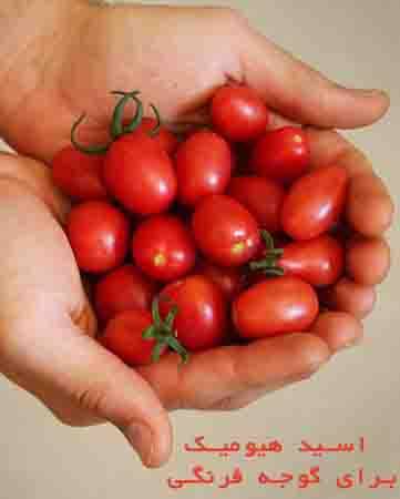 مزایای استفاده از اسید هیومیک شوک برای گوجه فرنگی گیلاسی