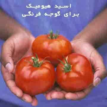 اسید هیومیک برای گوجه فرنگی