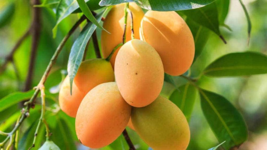 اسید هیومیک برای درخت انبه